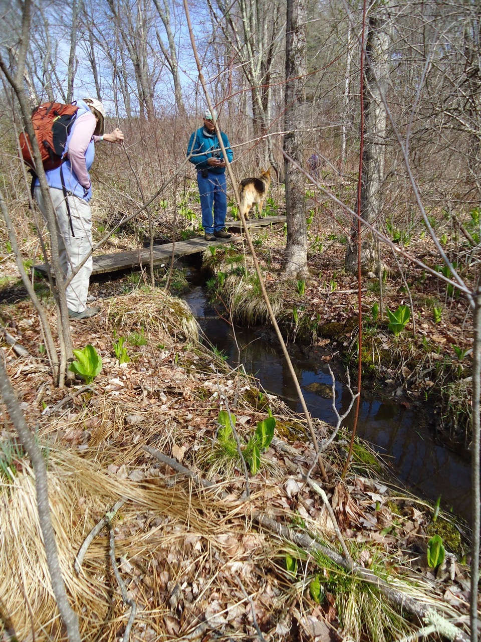 4/20/17 – Thursday Hike Report from Leverett Meadow Conservation area