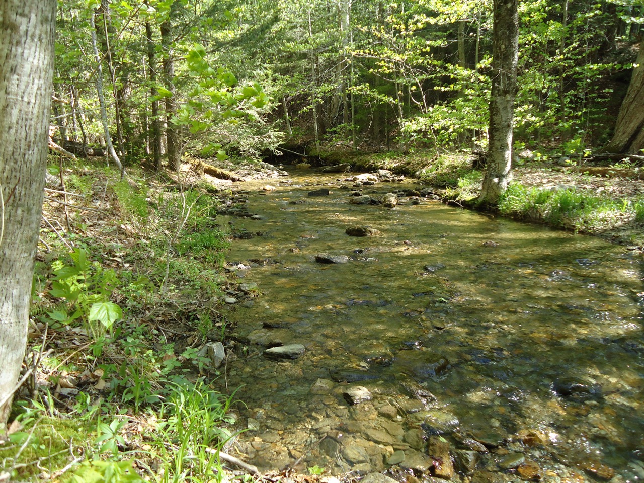 5/18/17 – Tannery Falls, Savoy State Forest