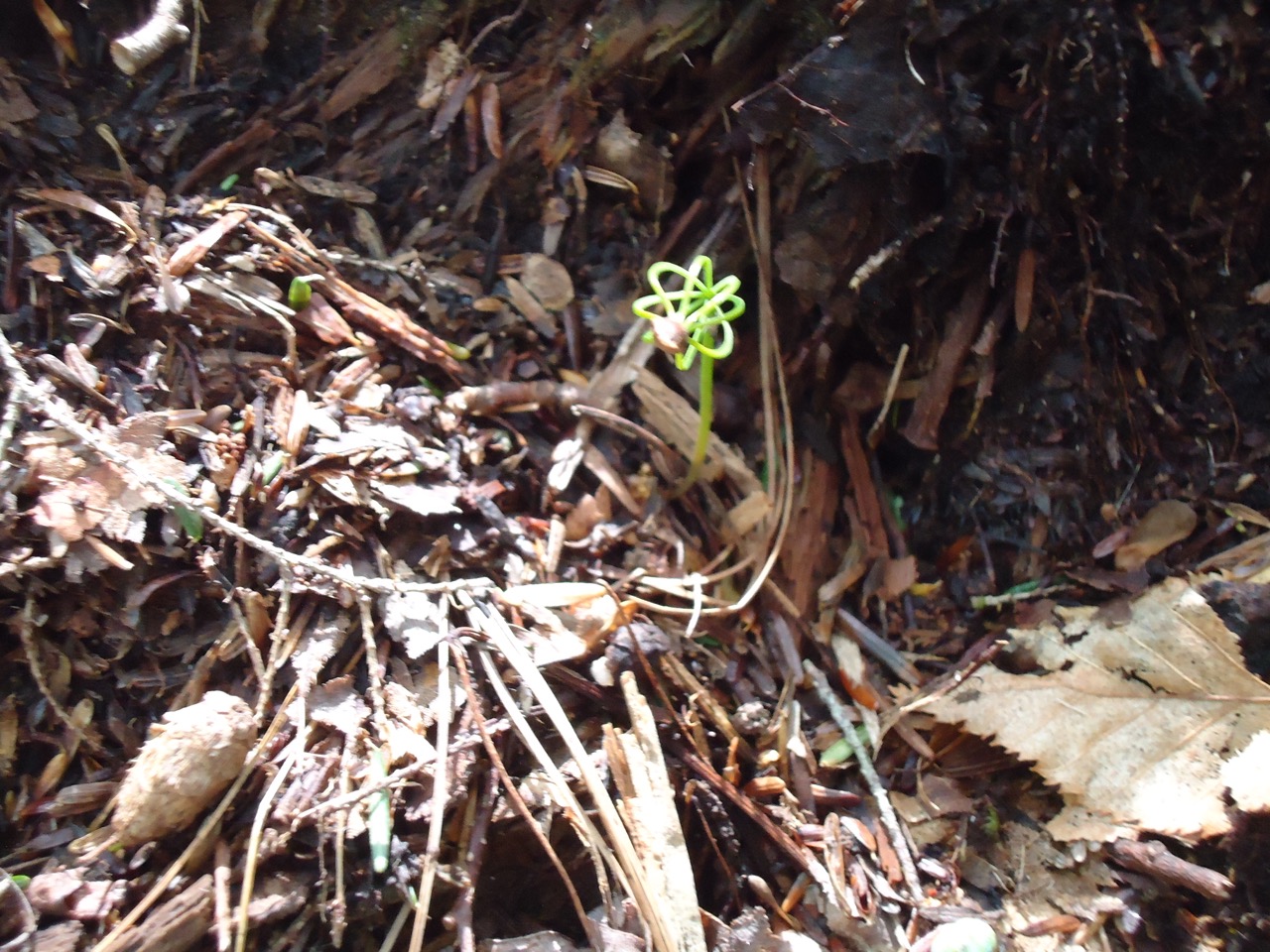 6/8/17 – Williamsburg Dam Trail