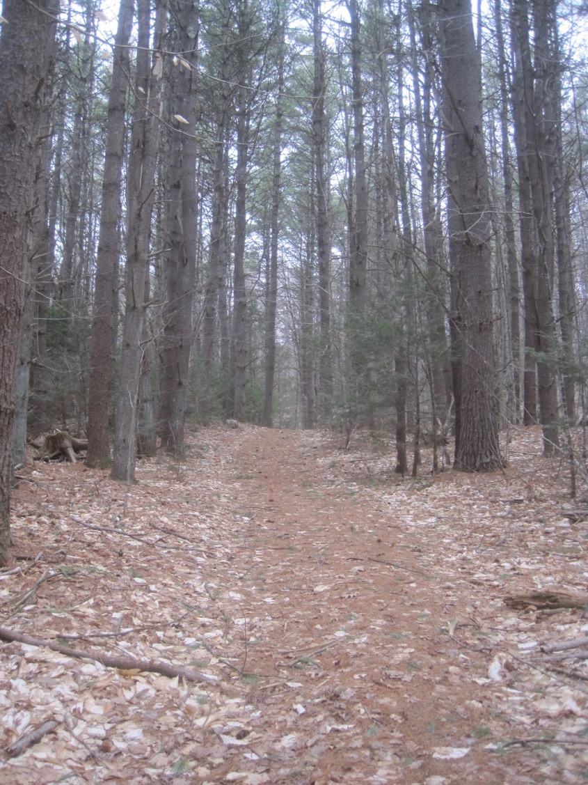 3/10/16 – Conway, MA Audubon Wildlife Sanctuary