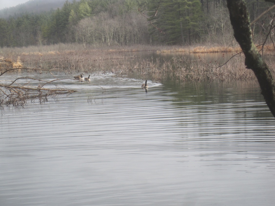 3/17/16 – Leverett Meadow Trail