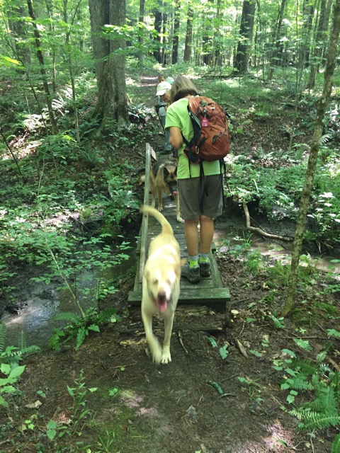 8/23/18 – Perry Blount Conservation Area, Hatfield, MA….”The Three Dog Hike!”