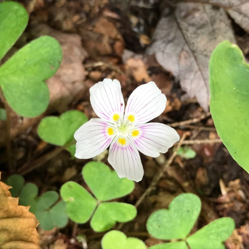 6/16/22 – Dubuque State Forest and Charlemont MA