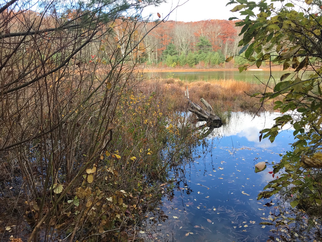 10/27/22 – Wicket Pond Loop Trail, Wendell MA