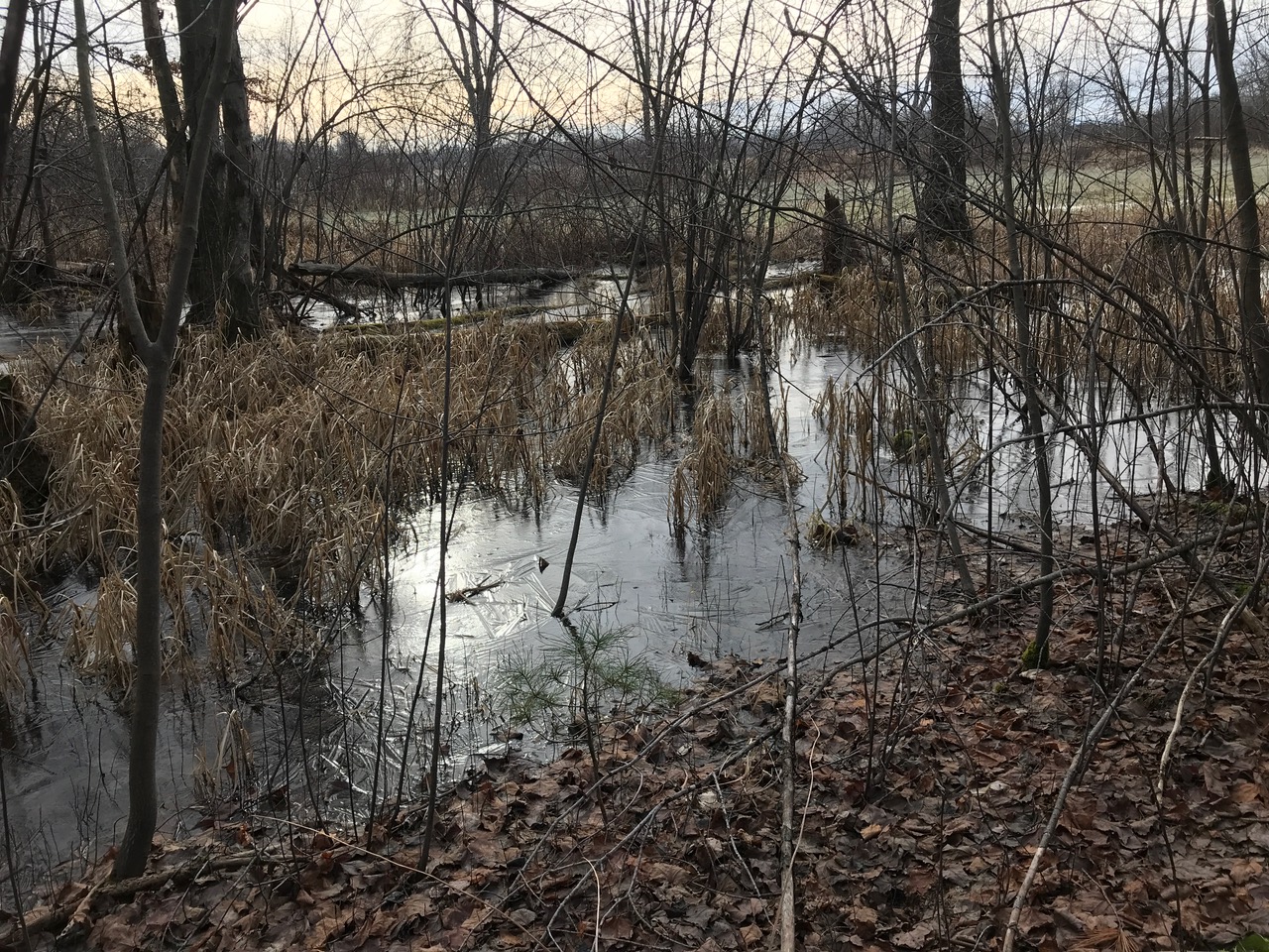 12/22/22 – Katherine Cole Conservation Area, Sunderland MA