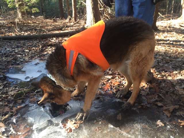 12/20/18 – Robert Frost Trail/Amethyst Brook Conservation area, Amherst MA