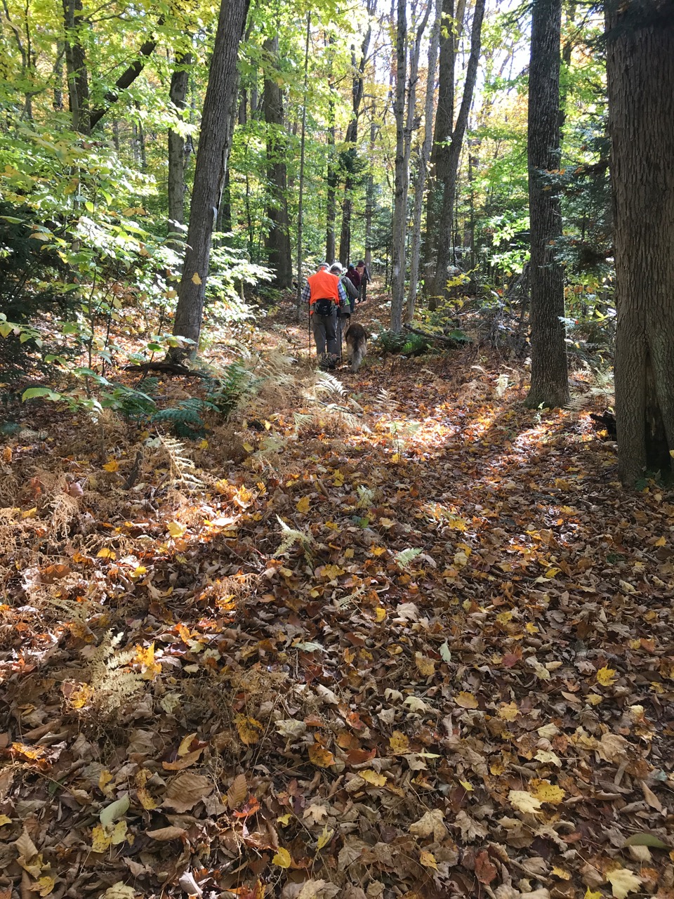 10/16/20 – Trails on the Dorothy Rice Conservation Area, Peru MA