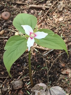 4/25/19 – Greenberg Family Conservation Area, Westhampton MA