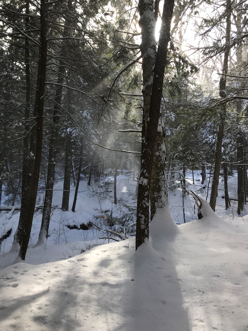 1/28/21 – William Cullen Bryant Estate Rivulet and Old Growth Forest Trails, Cummington MA