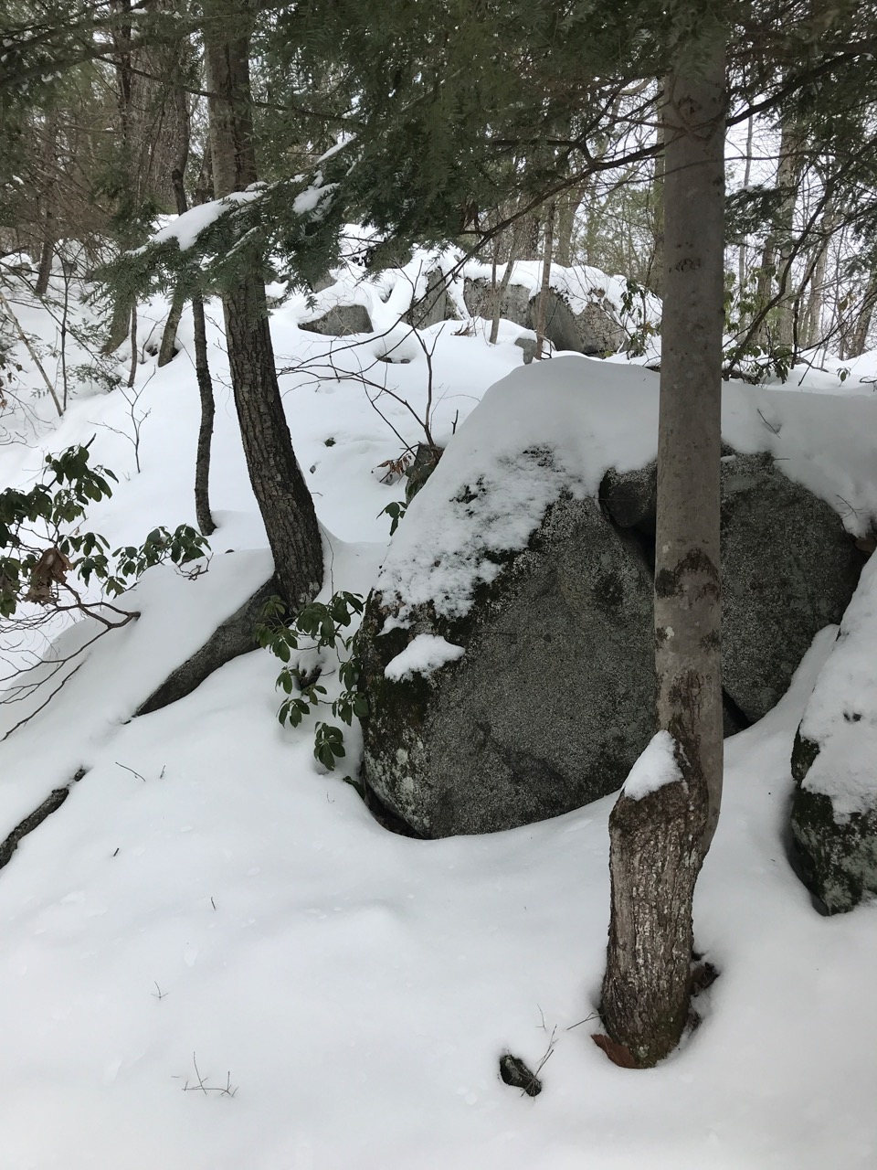2/11/21 – Terry Blount Trail, Hatfield MA