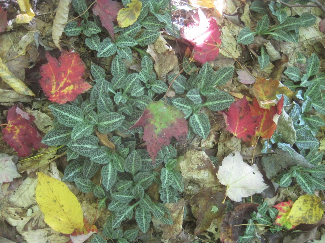 10/8/15 – Stump Sprouts Nordic Ski Area, Hawley MA