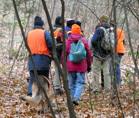 11/15/18 – Mt. Toby area, Sunderland MA