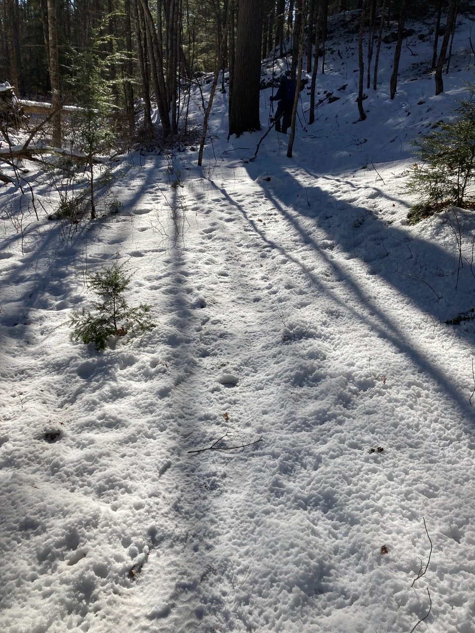 1/30/25 – East Leverett Meadow, Leverett MA