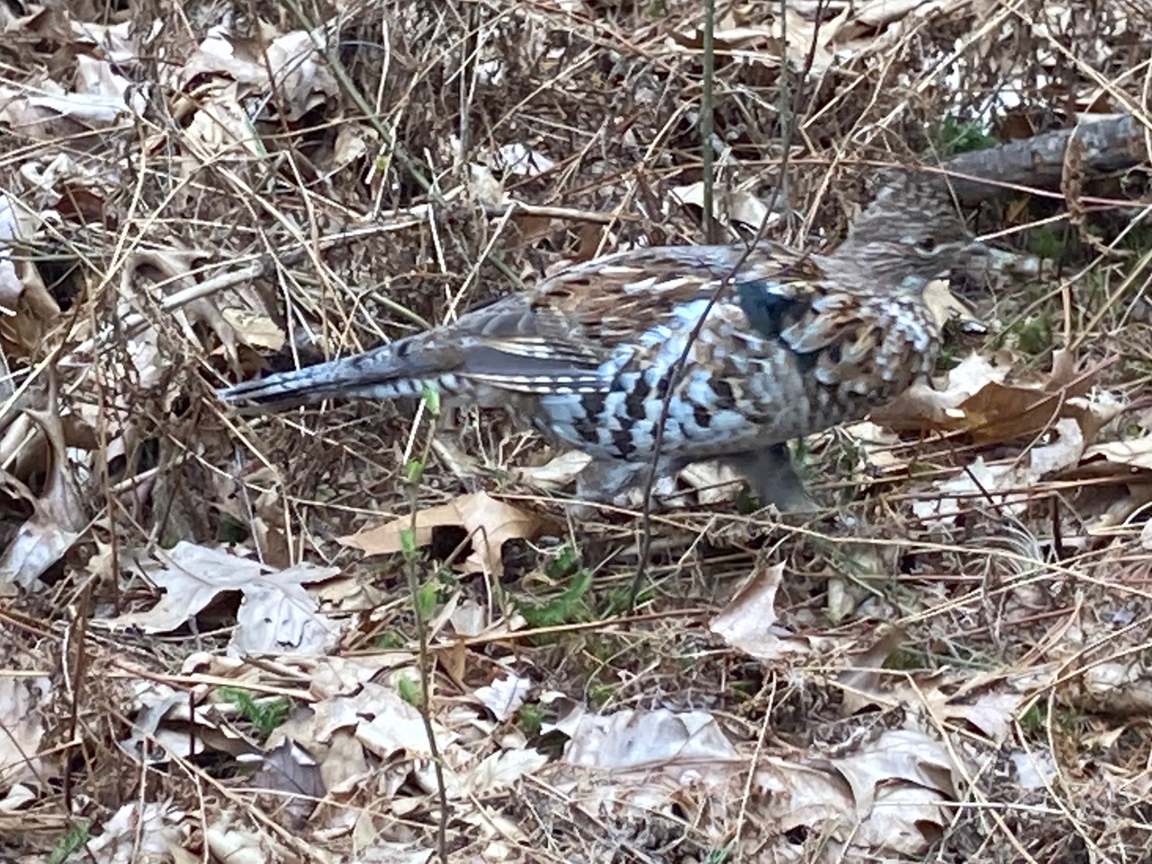 4/24/25 – Quabbin Reservoir, Belchertown, MA