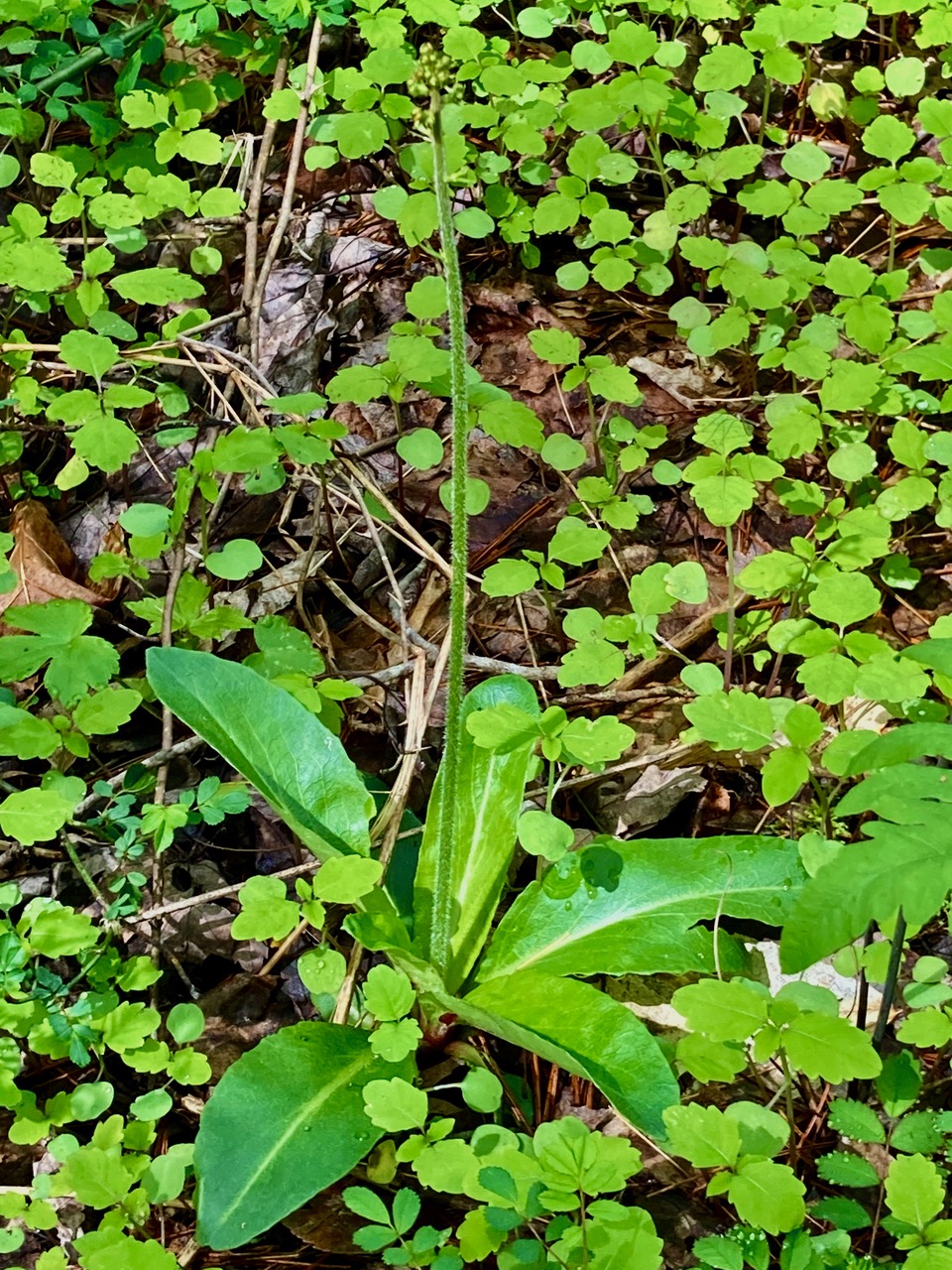 5/8/25 – Whately Center Woods Nature Retreat, Whately, MA