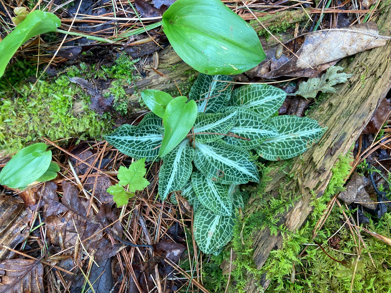 5/15/25 – DAR State Forest, Goshen, MA
