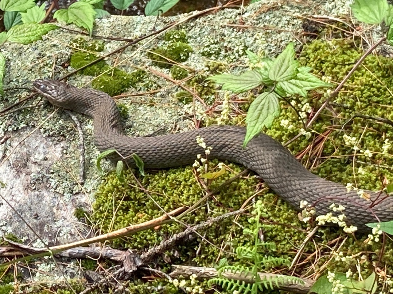 6/19/25 – Wendell State Forest, Wendell MA