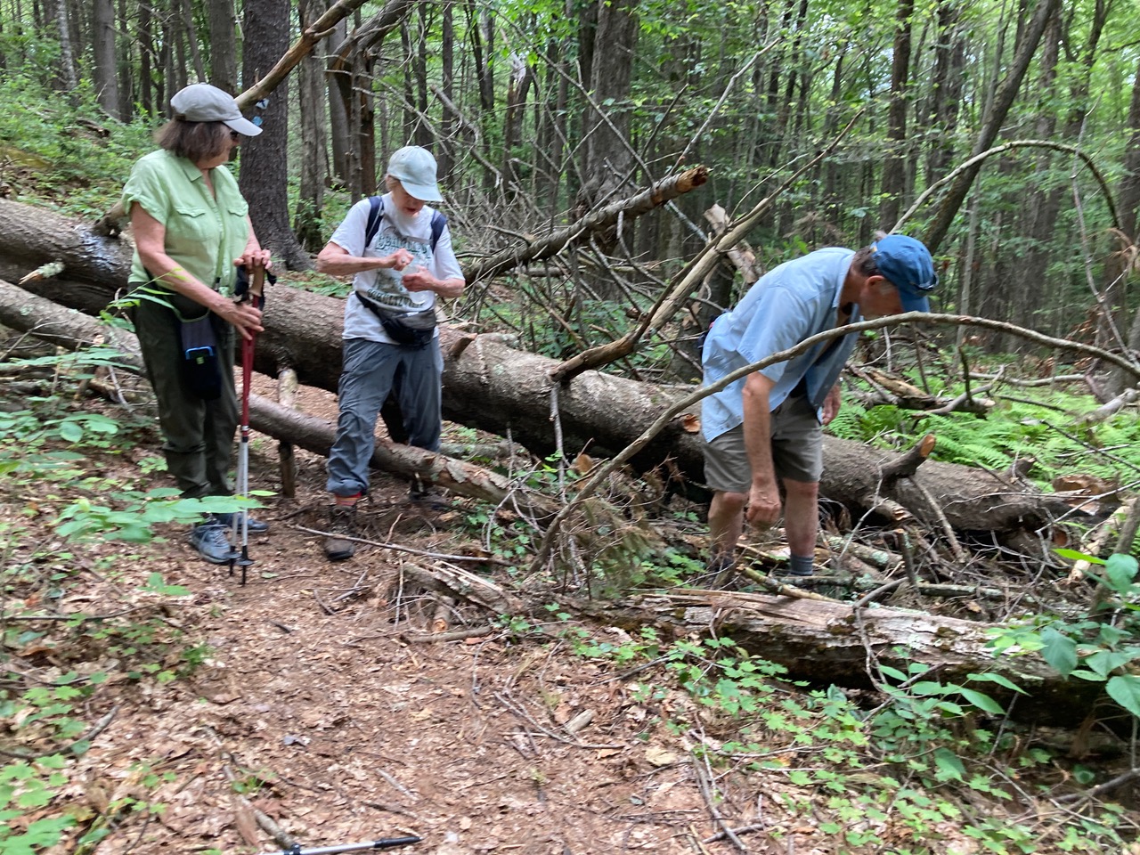 7/3/25 – Bullitt Reservation, Ashfield, MA