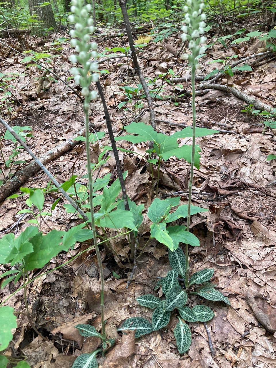 7/31/25 – Lake Fitzgerald Trails, Northampton MA