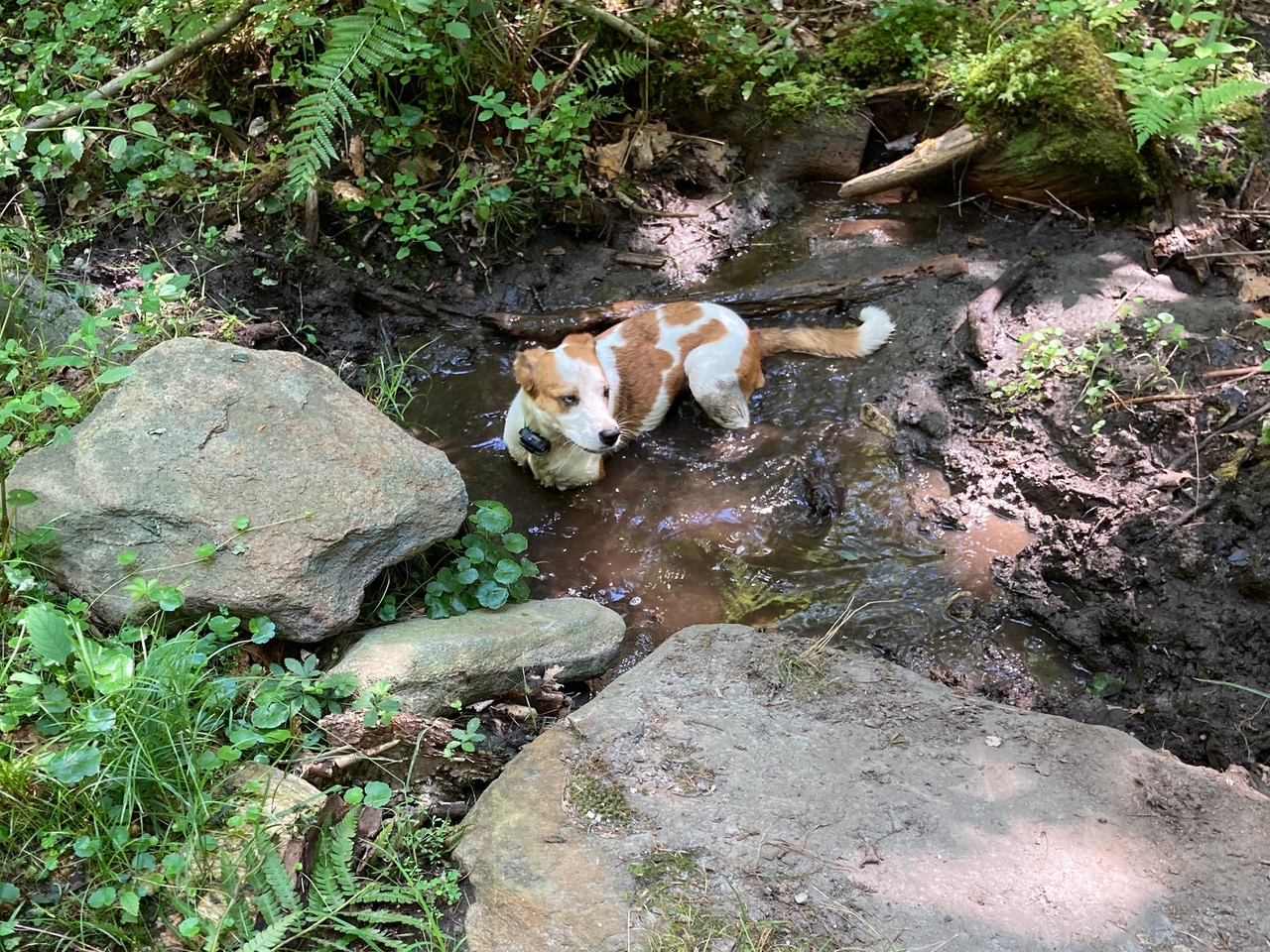 8/14/25 – Burnt Hill Trail, Heath.MA