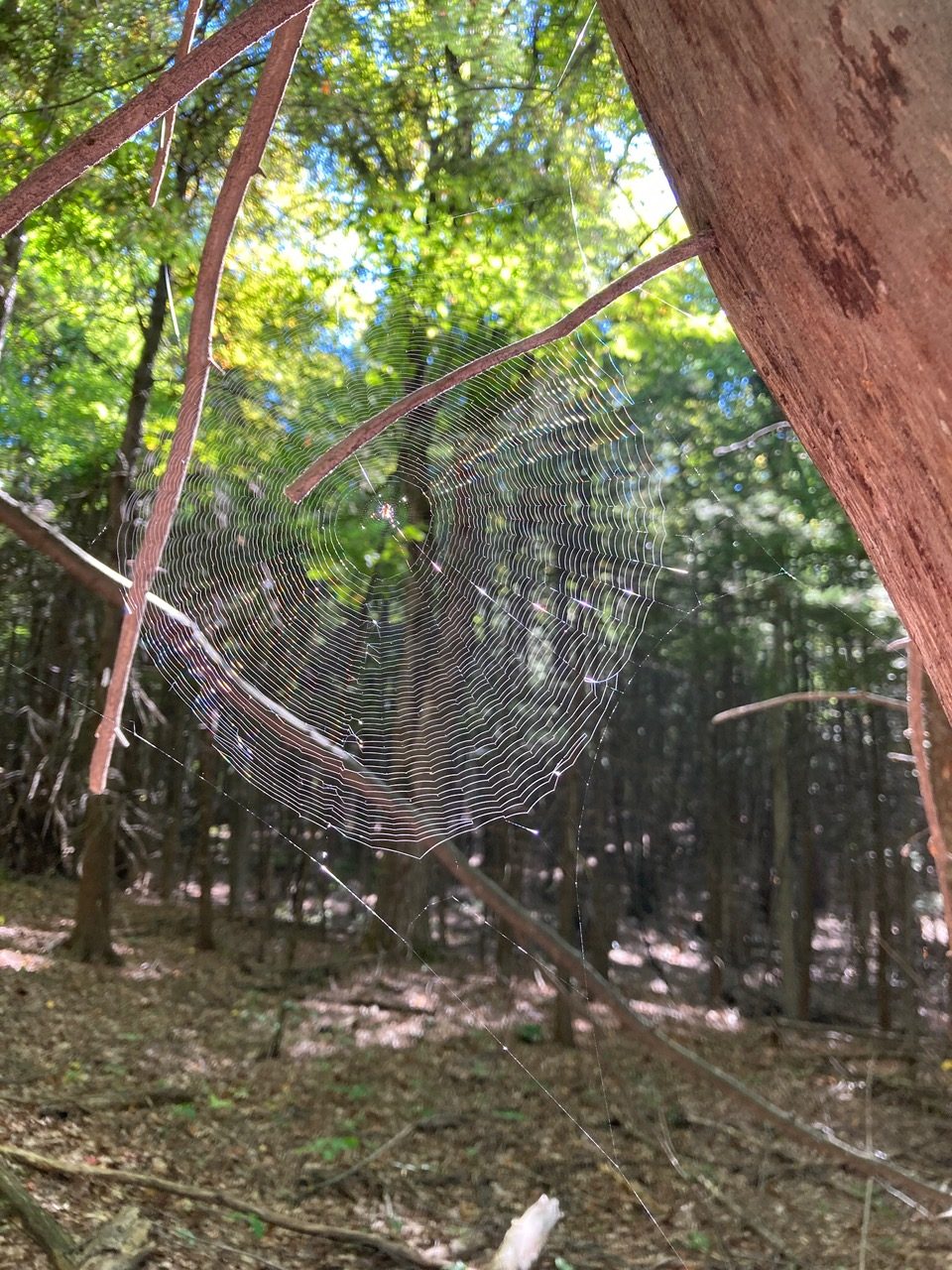 9/18/25 – Buckland MA