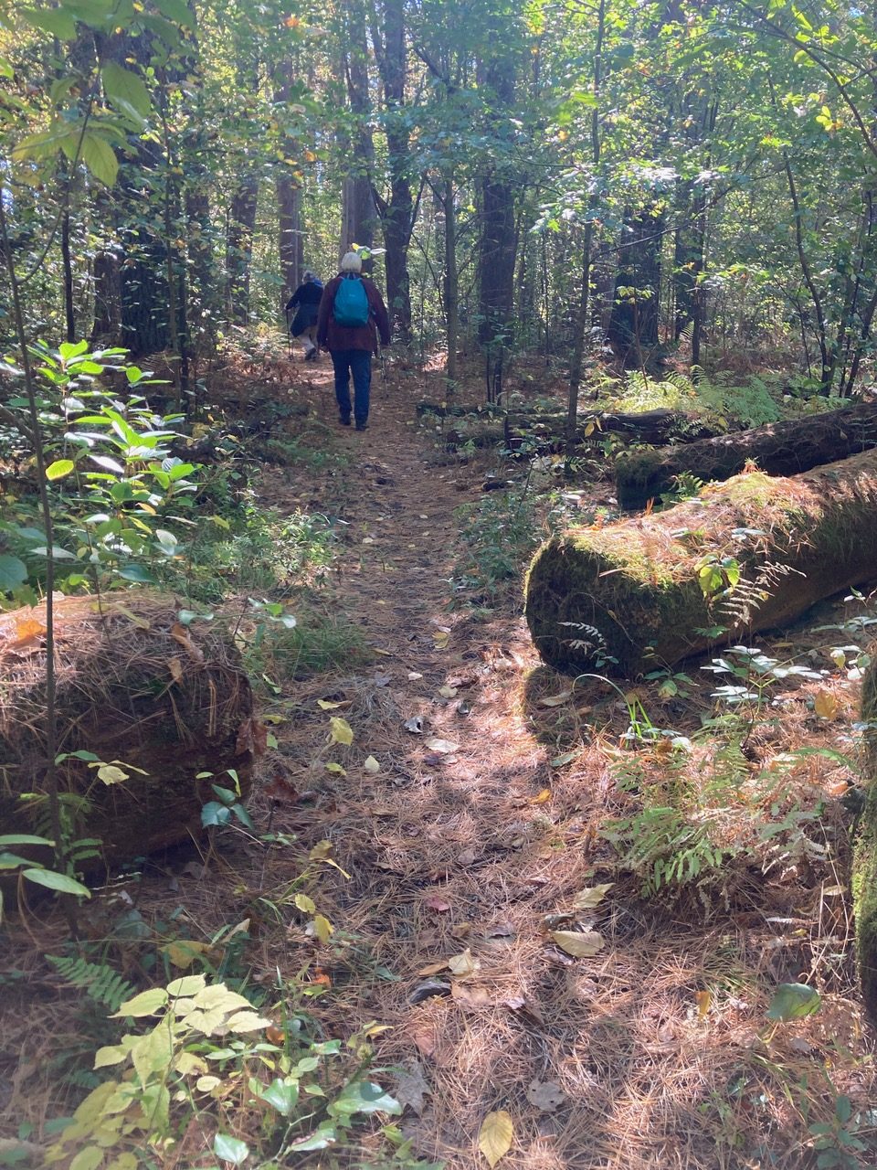 10/9/2025 Podick Swamp Conservation Area, Sunderland, MA
