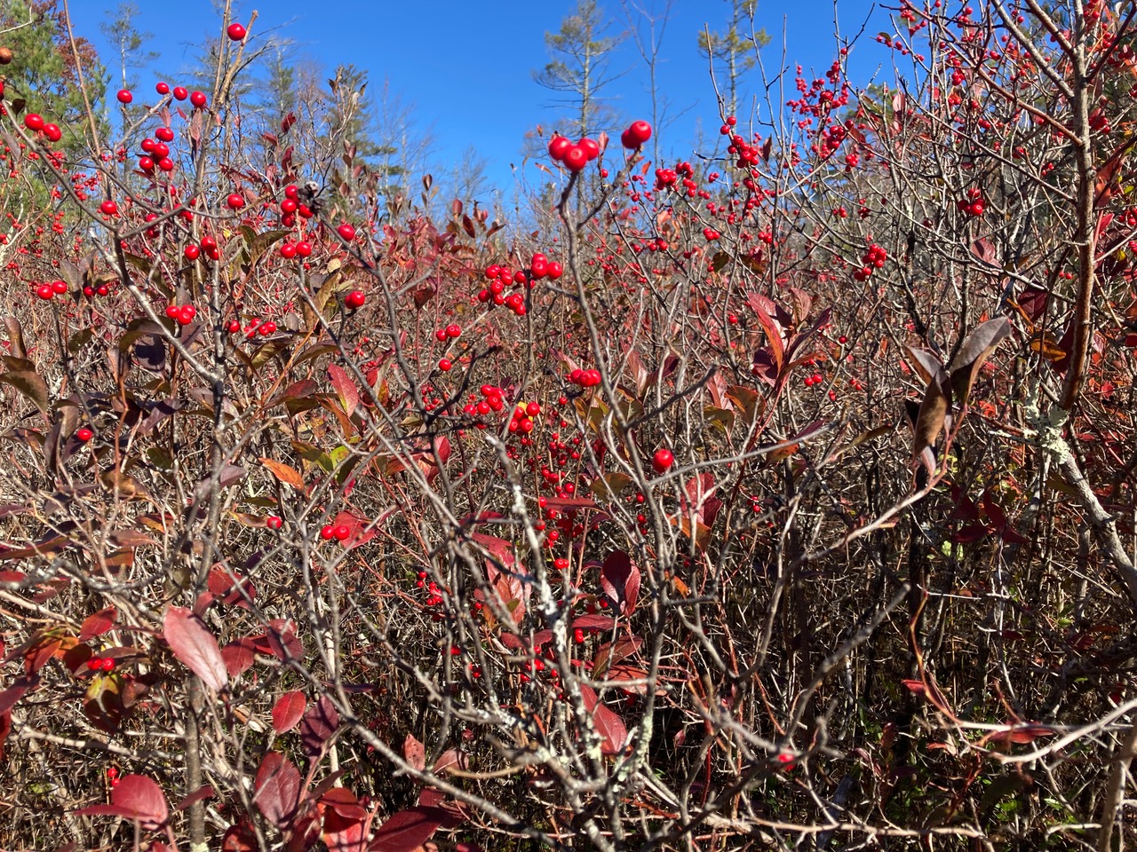 10/16/25 – Bright Water Bog, Leverett, MA